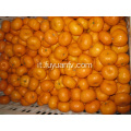 Esportare la qualità standard del mandarino fresco